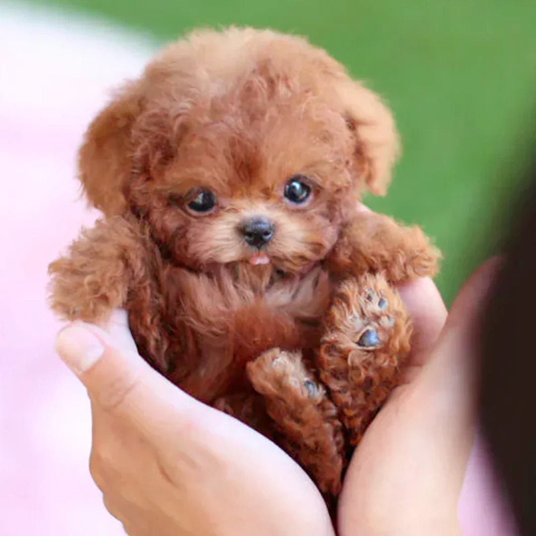 Bambola di Peluche Realistica 30 cm – Compagno Morbido per Tutte le Età in Peluche di Alta Qualità 0