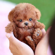 Bambola di Peluche Realistica 30 cm – Compagno Morbido per Tutte le Età in Peluche di Alta Qualità 0