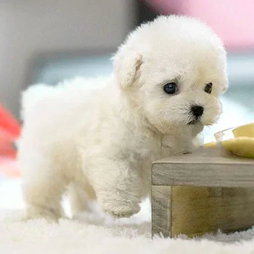 Bambola di Peluche Realistica 30 cm – Compagno Morbido per Tutte le Età in Peluche di Alta Qualità 6