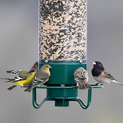Squirrel-Proof Bird Feeder 1