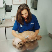 Veterinaria in camice blu cura un cane su un tavolo d'esame. Clinica veterinaria, assistenza animali, salute canina, visita medica.